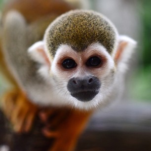 Yet another #priceless experience on my #cashlessweekend with #mastercard #monkey #travel #rd